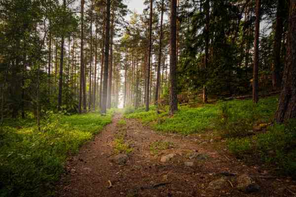 Ett tips är att gå ut i skogen i höst