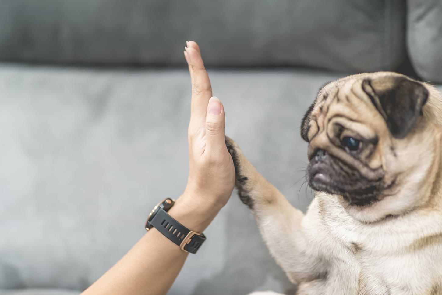 High five med en mops